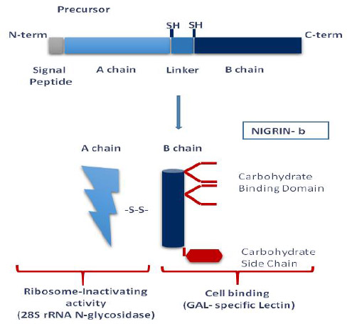 NIGRIN-B